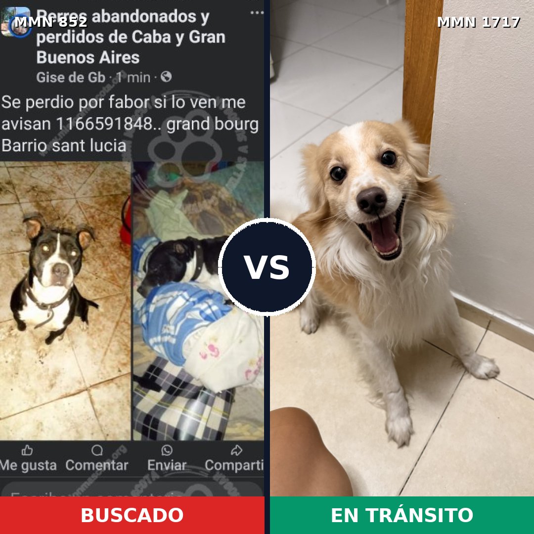 Comparativa MMS 38157: mascota perdida y mascota encontrada, 28% de similitud