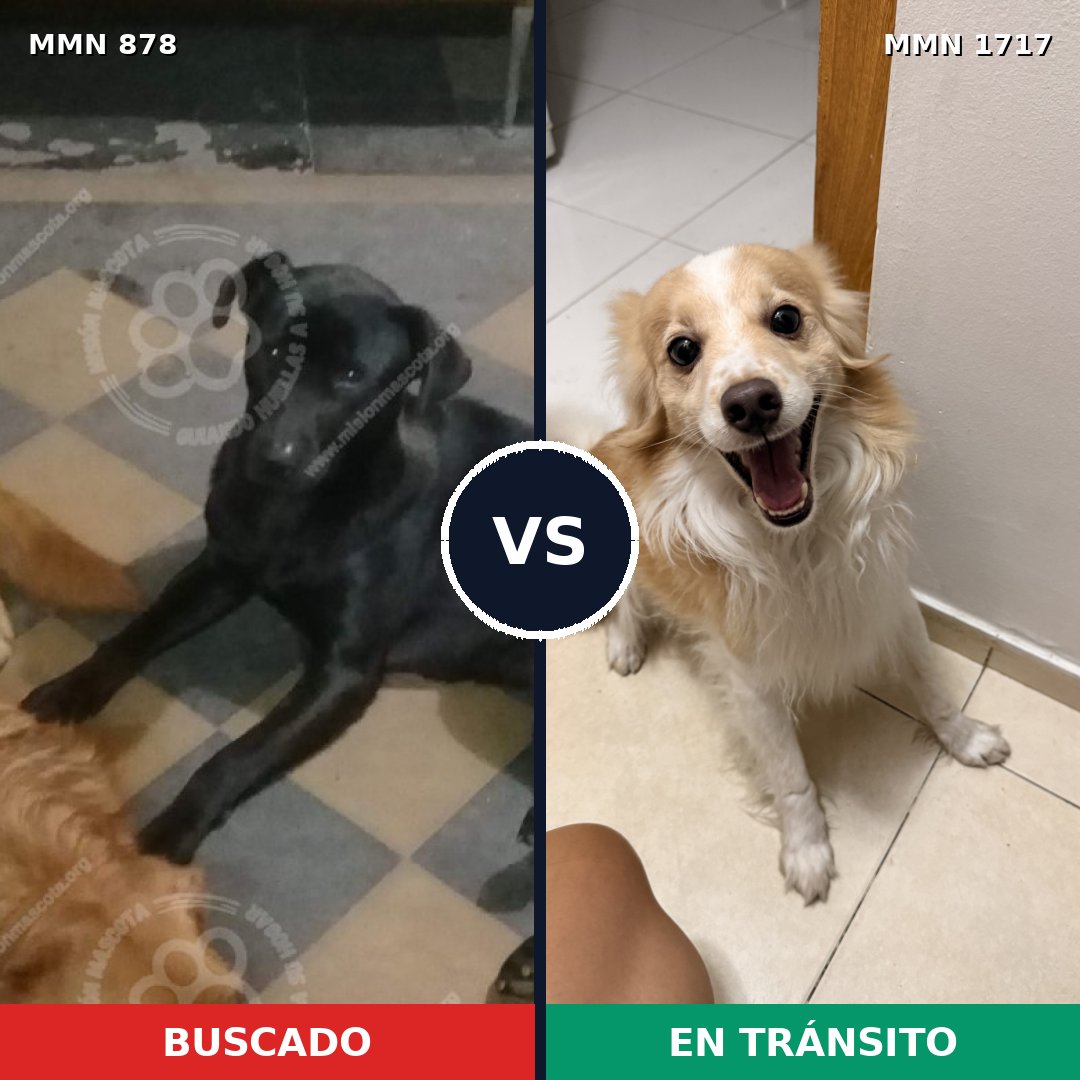 Comparativa MMS 38158: mascota perdida y mascota encontrada, 28% de similitud