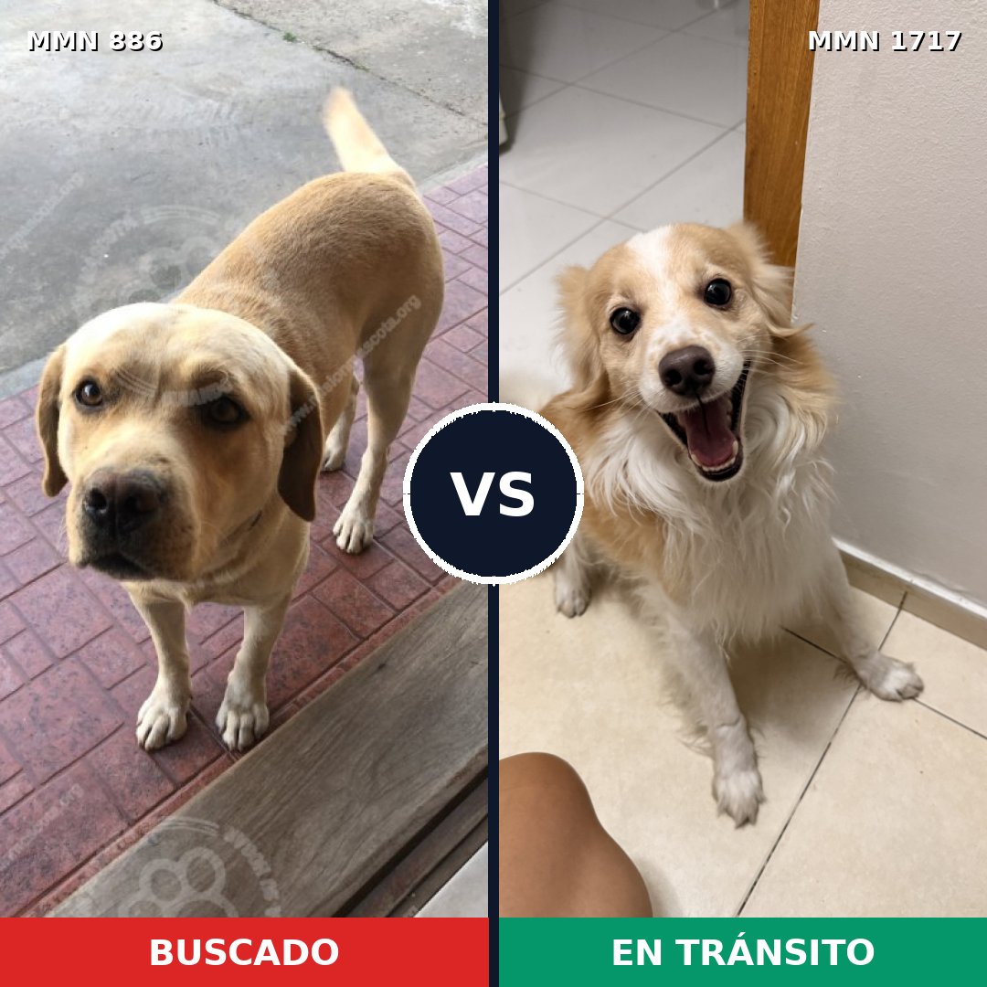 Comparativa MMS 38159: mascota perdida y mascota encontrada, 41% de similitud