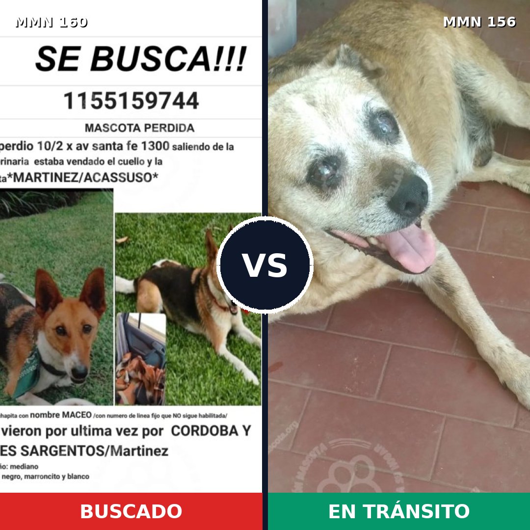 Comparativa MMS 3816: mascota perdida y mascota encontrada, 51% de similitud