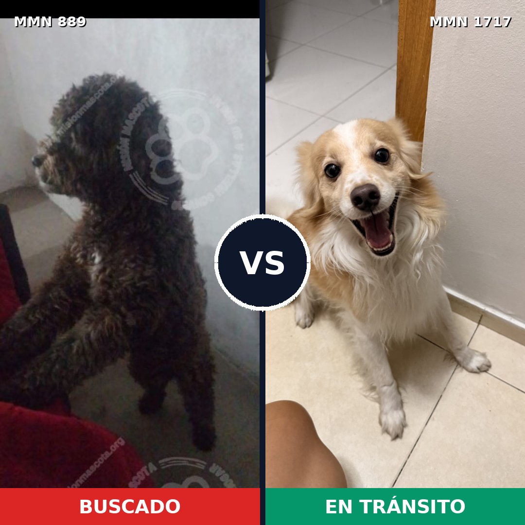 Comparativa MMS 38160: mascota perdida y mascota encontrada, 40% de similitud