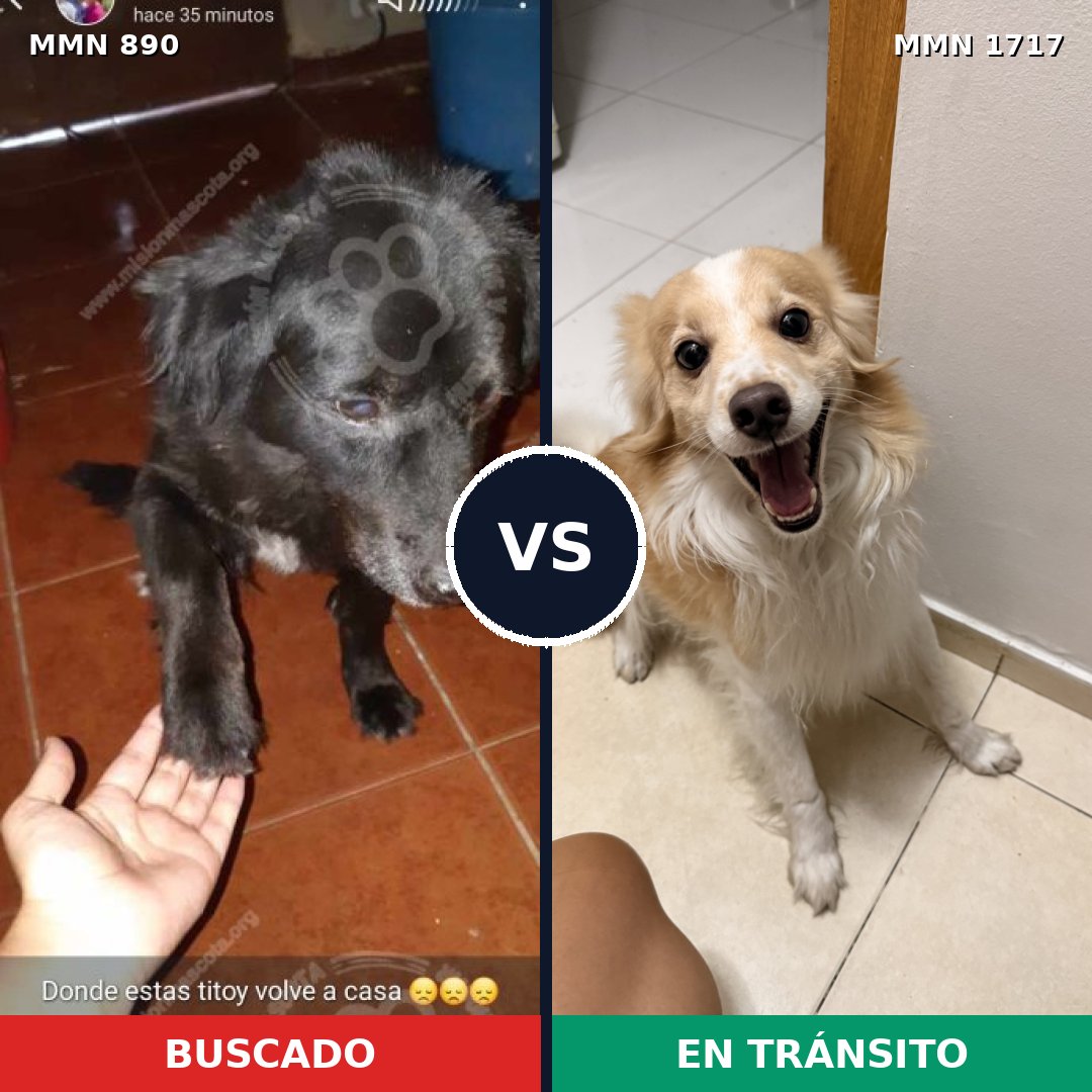 Comparativa MMS 38161: mascota perdida y mascota encontrada, 43% de similitud