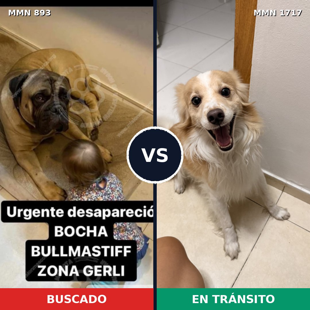 Comparativa MMS 38162: mascota perdida y mascota encontrada, 24% de similitud