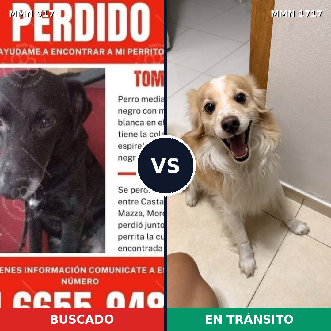 Comparativa MMS 38164: mascota perdida y mascota encontrada, 39% de similitud
