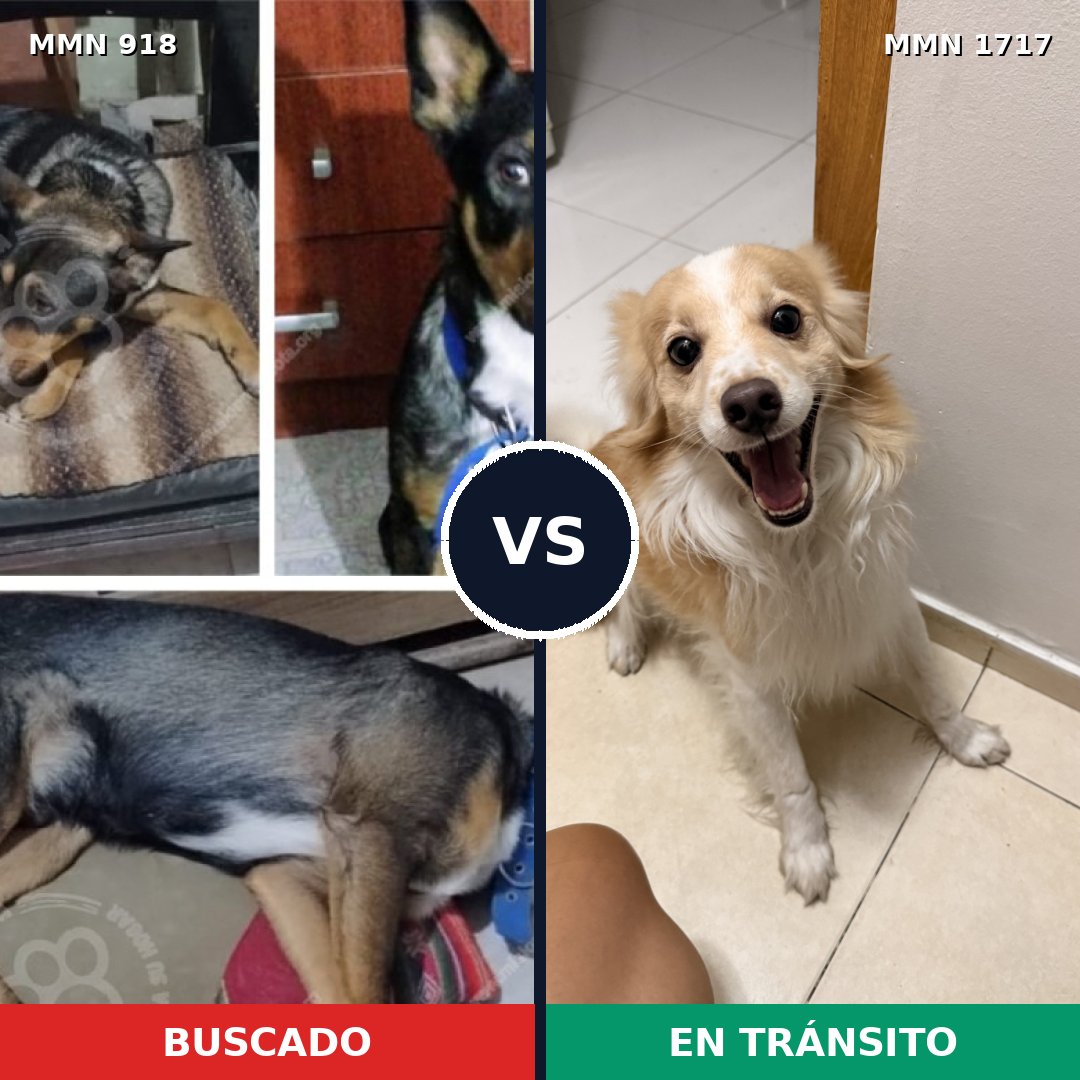 Comparativa MMS 38165: mascota perdida y mascota encontrada, 36% de similitud