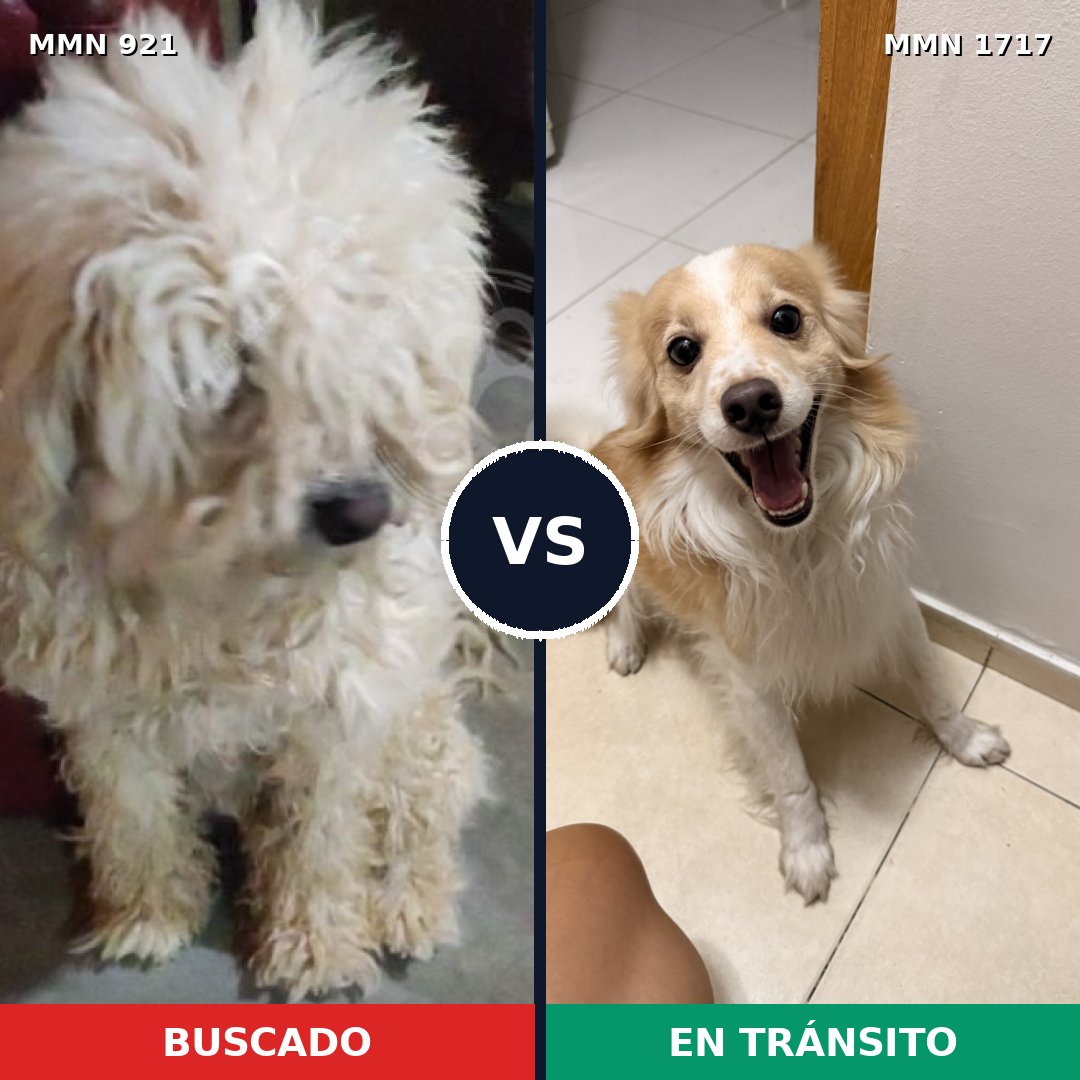 Comparativa MMS 38168: mascota perdida y mascota encontrada, 41% de similitud