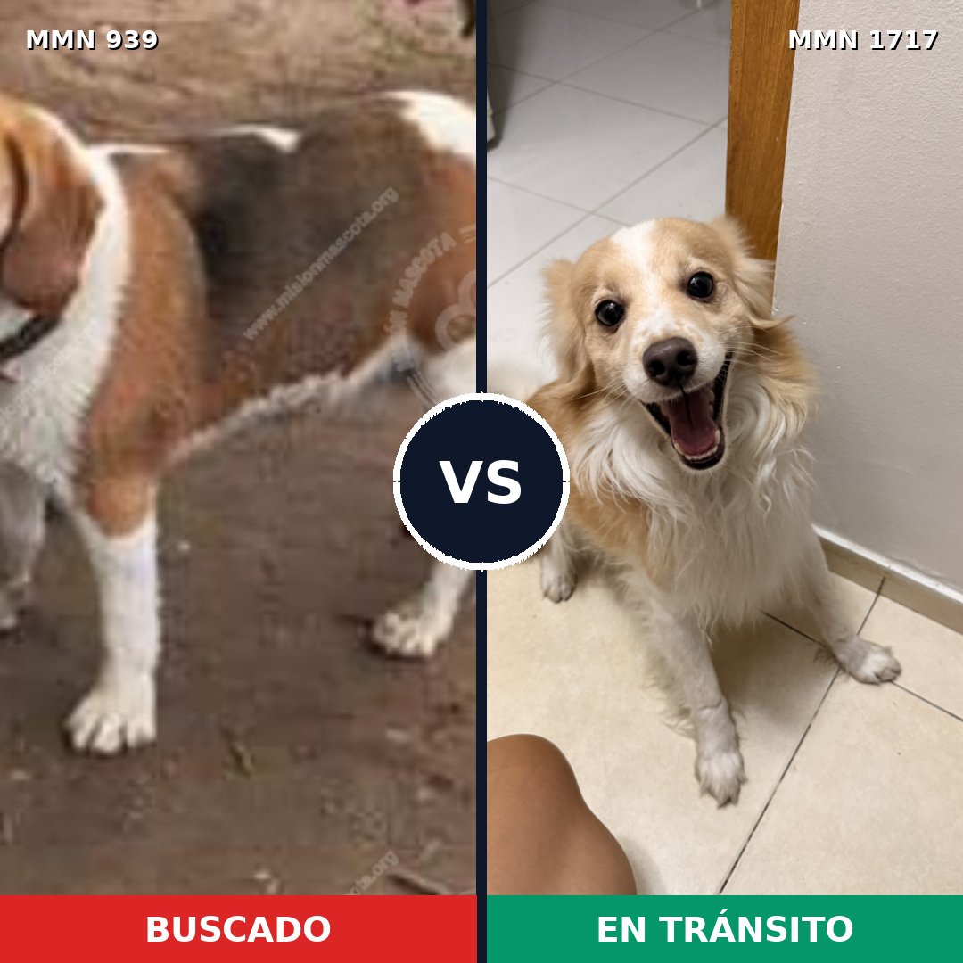 Comparativa MMS 38169: mascota perdida y mascota encontrada, 25% de similitud