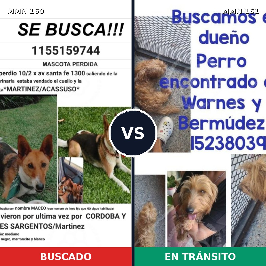 Comparativa MMS 3817: mascota perdida y mascota encontrada, 61% de similitud