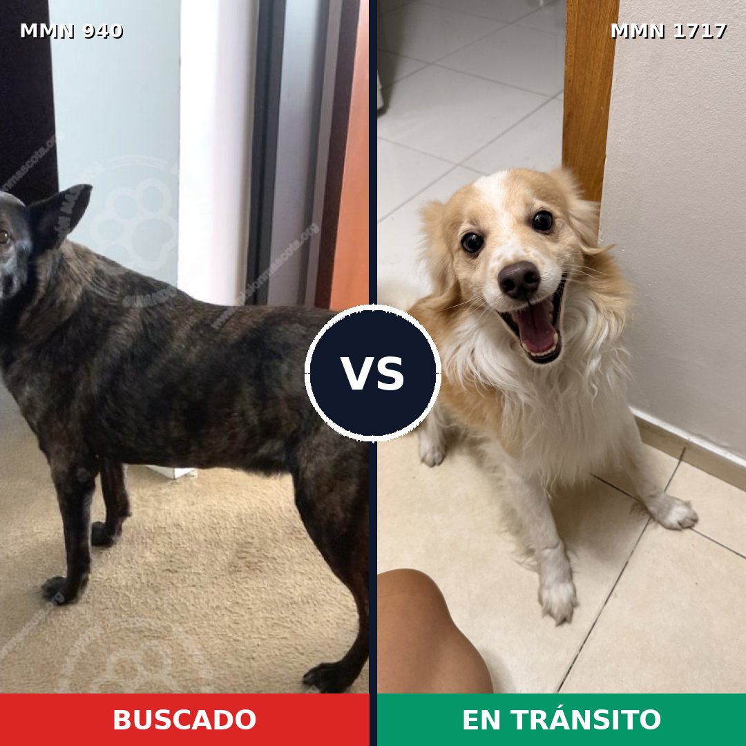Comparativa MMS 38170: mascota perdida y mascota encontrada, 41% de similitud