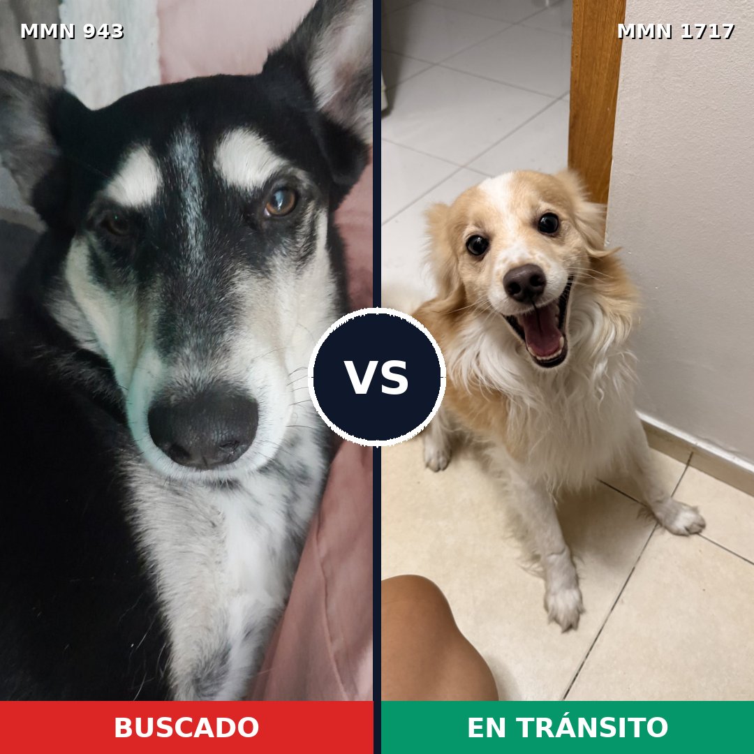Comparativa MMS 38171: mascota perdida y mascota encontrada, 48% de similitud