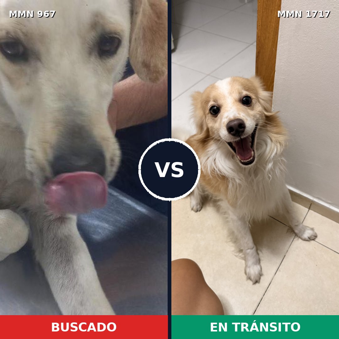 Comparativa MMS 38173: mascota perdida y mascota encontrada, 58% de similitud