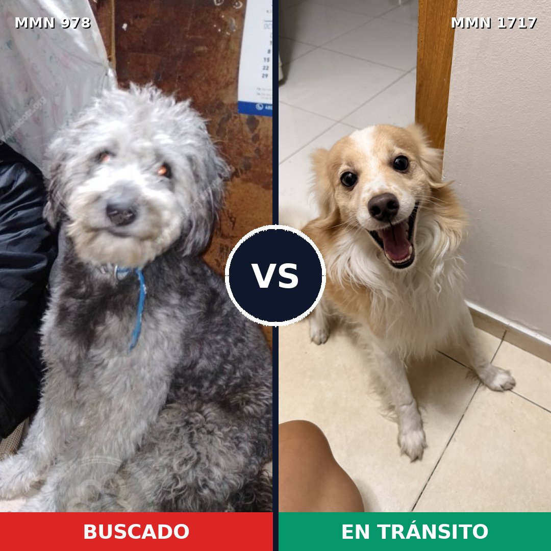 Comparativa MMS 38174: mascota perdida y mascota encontrada, 33% de similitud
