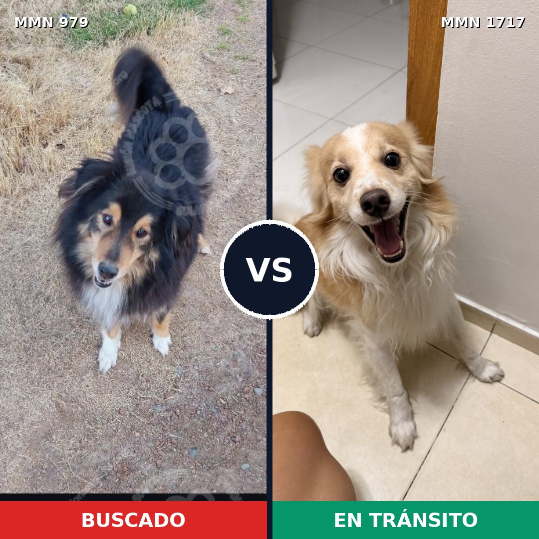 Comparativa MMS 38175: mascota perdida y mascota encontrada, 32% de similitud