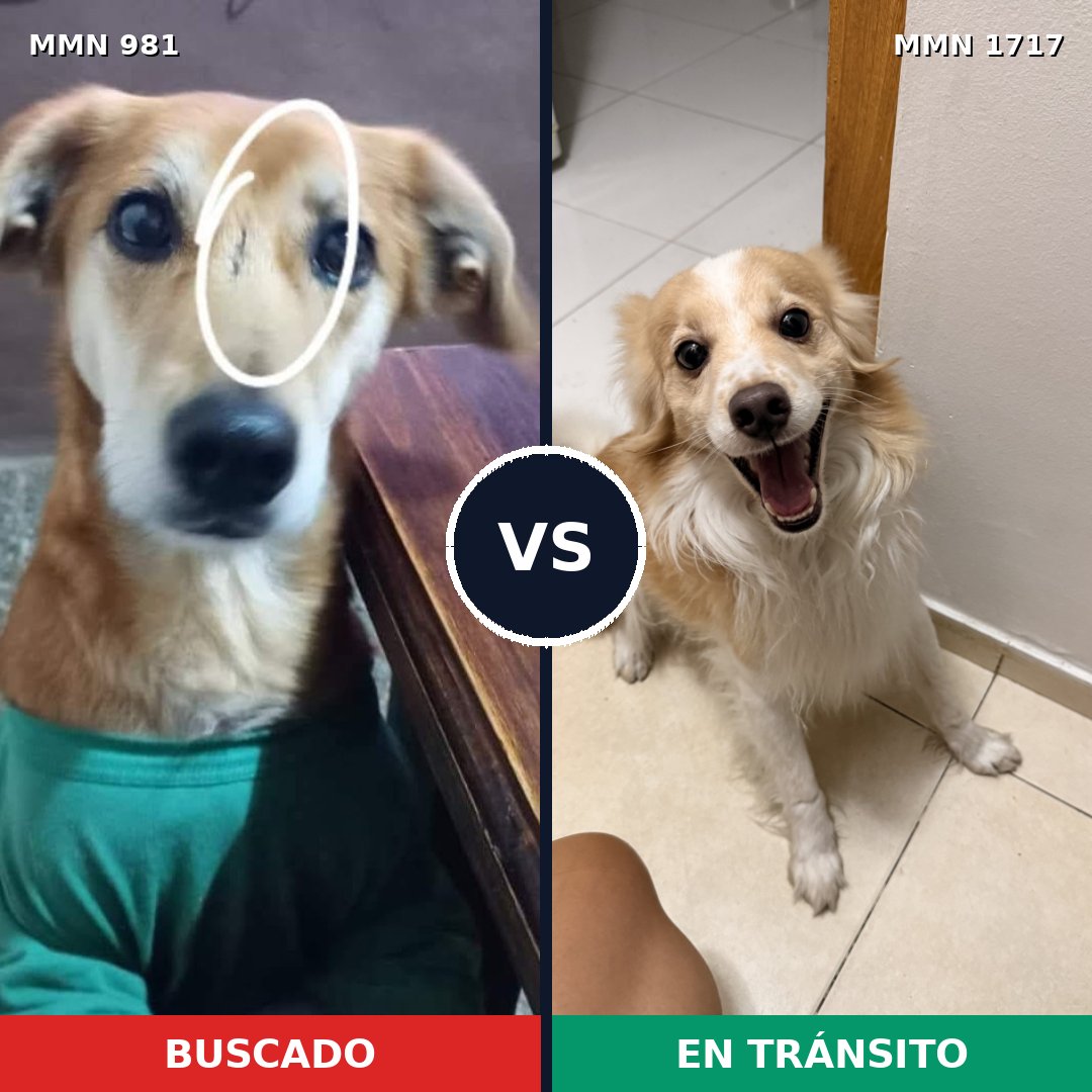 Comparativa MMS 38176: mascota perdida y mascota encontrada, 56% de similitud
