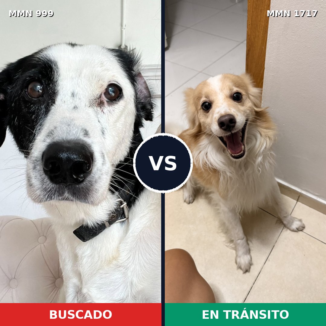 Comparativa MMS 38178: mascota perdida y mascota encontrada, 41% de similitud