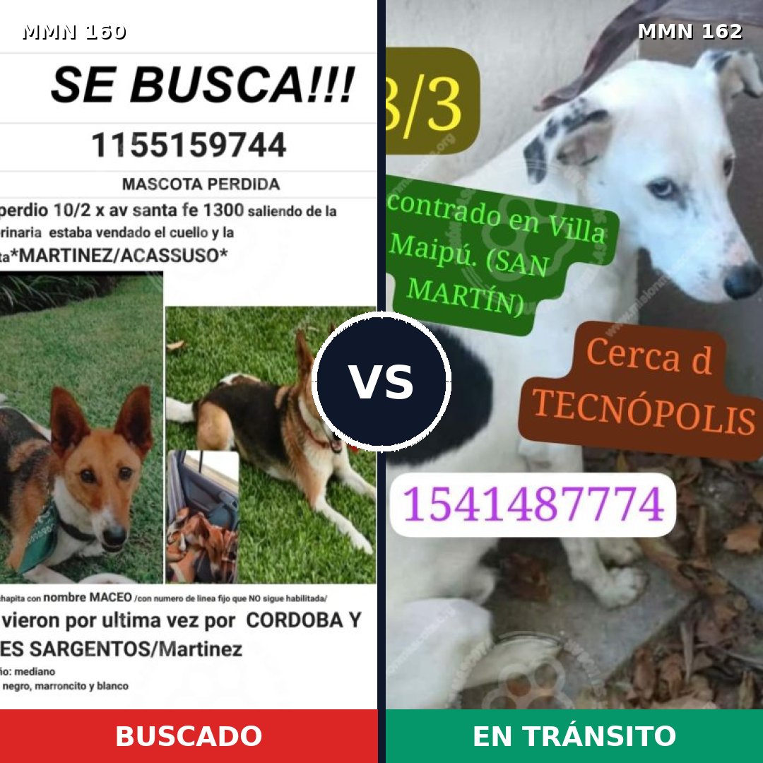 Comparativa MMS 3818: mascota perdida y mascota encontrada, 63% de similitud