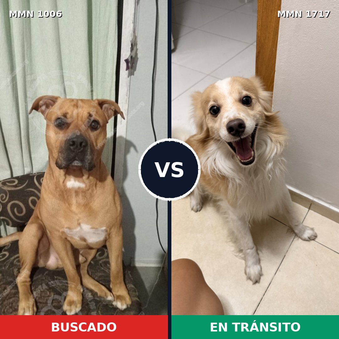 Comparativa MMS 38180: mascota perdida y mascota encontrada, 51% de similitud