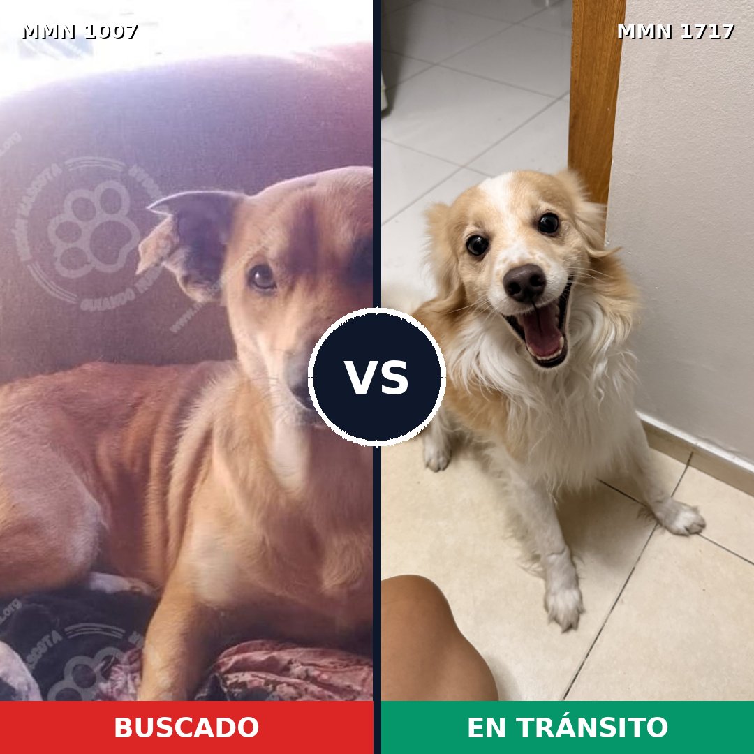 Comparativa MMS 38181: mascota perdida y mascota encontrada, 59% de similitud