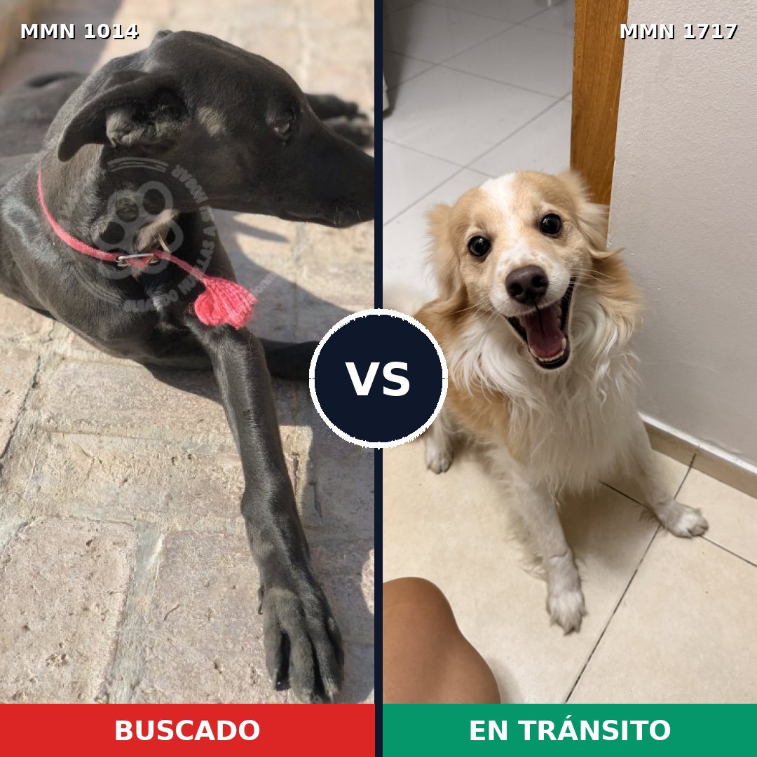 Comparativa MMS 38182: mascota perdida y mascota encontrada, 30% de similitud