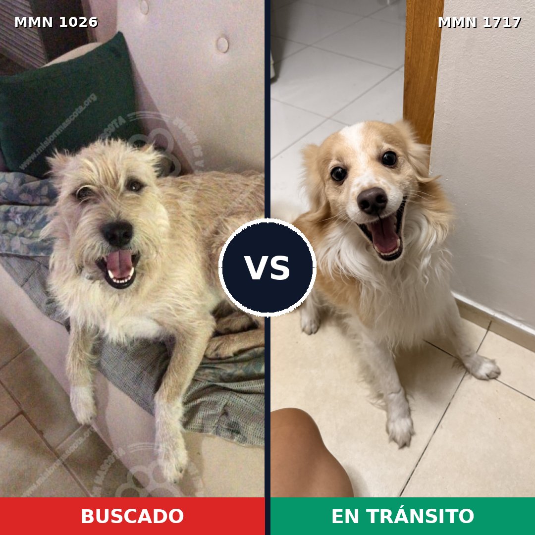 Comparativa MMS 38183: mascota perdida y mascota encontrada, 43% de similitud