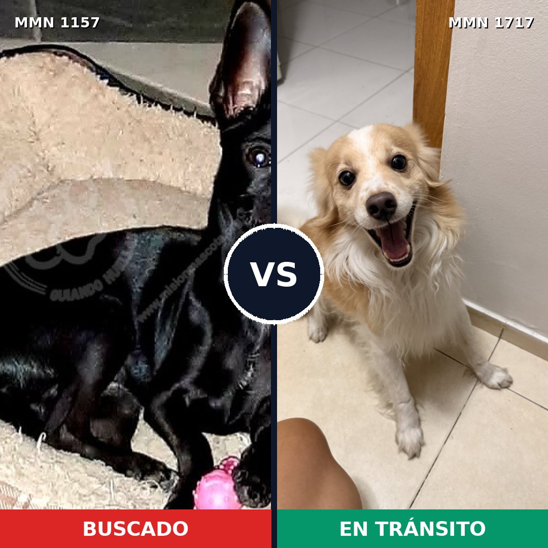 Comparativa MMS 38184: mascota perdida y mascota encontrada, 35% de similitud