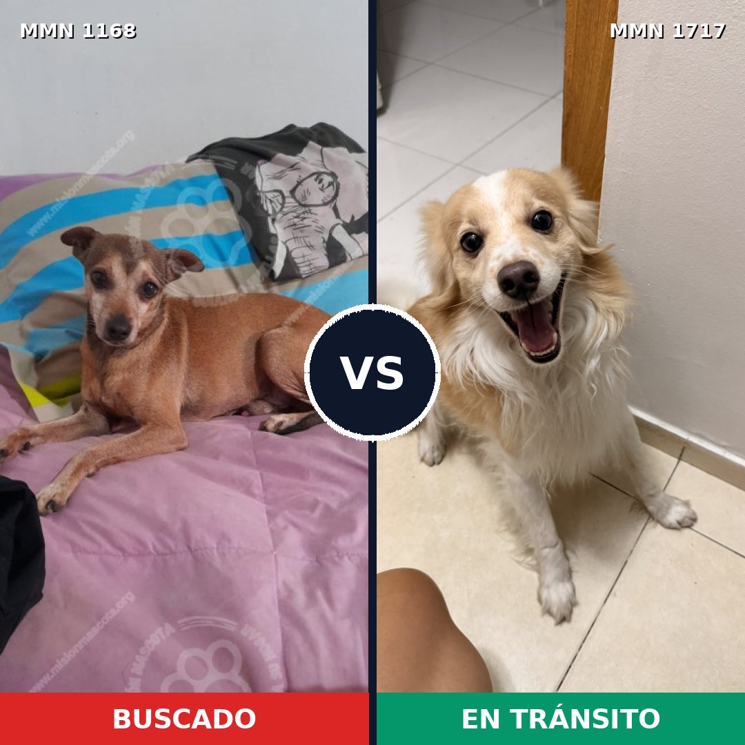 Comparativa MMS 38186: mascota perdida y mascota encontrada, 48% de similitud