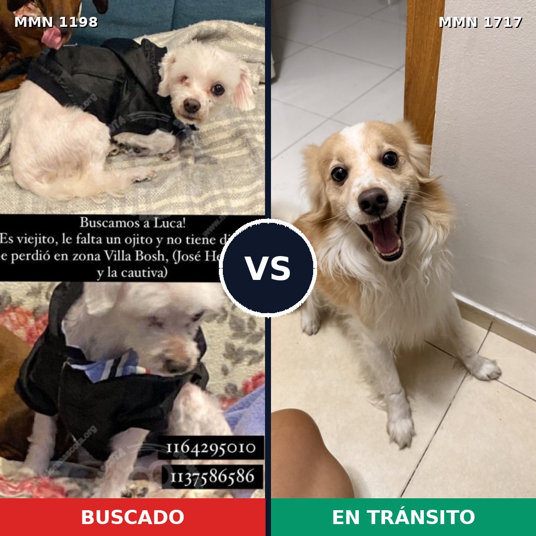 Comparativa MMS 38187: mascota perdida y mascota encontrada, 49% de similitud
