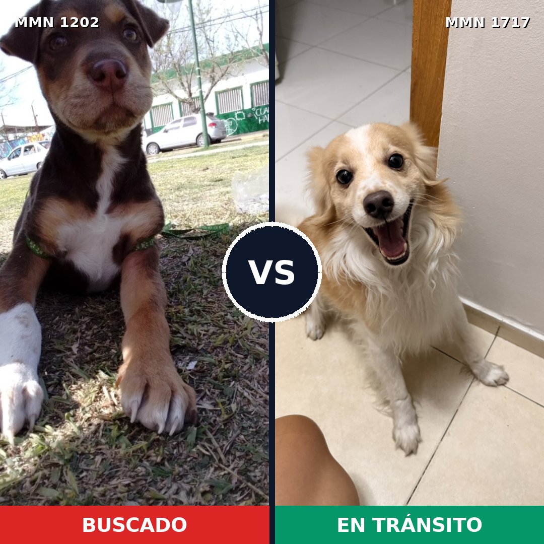 Comparativa MMS 38188: mascota perdida y mascota encontrada, 24% de similitud