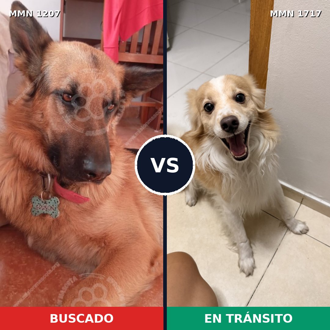 Comparativa MMS 38189: mascota perdida y mascota encontrada, 25% de similitud