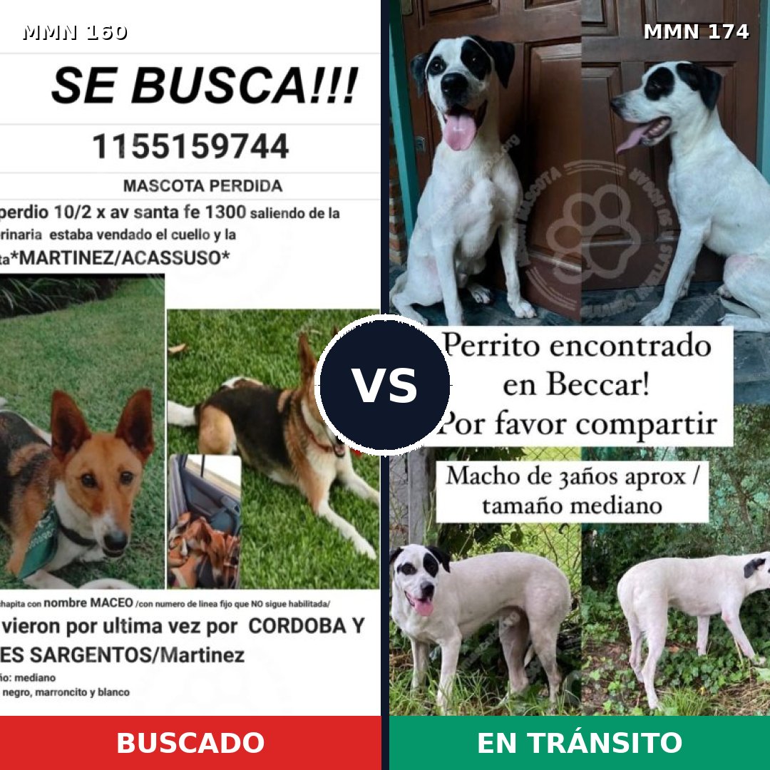Comparativa MMS 3819: mascota perdida y mascota encontrada, 63% de similitud