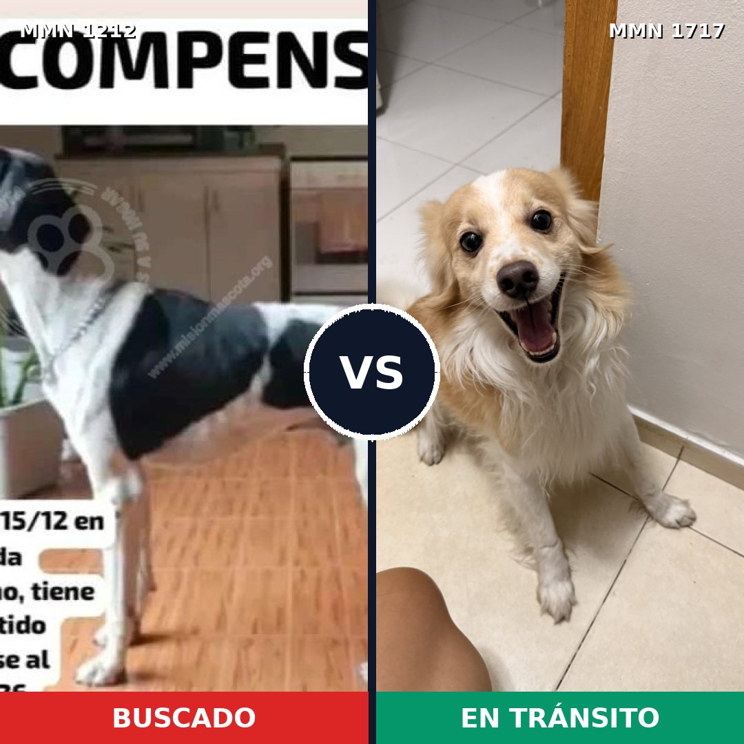 Comparativa MMS 38191: mascota perdida y mascota encontrada, 25% de similitud