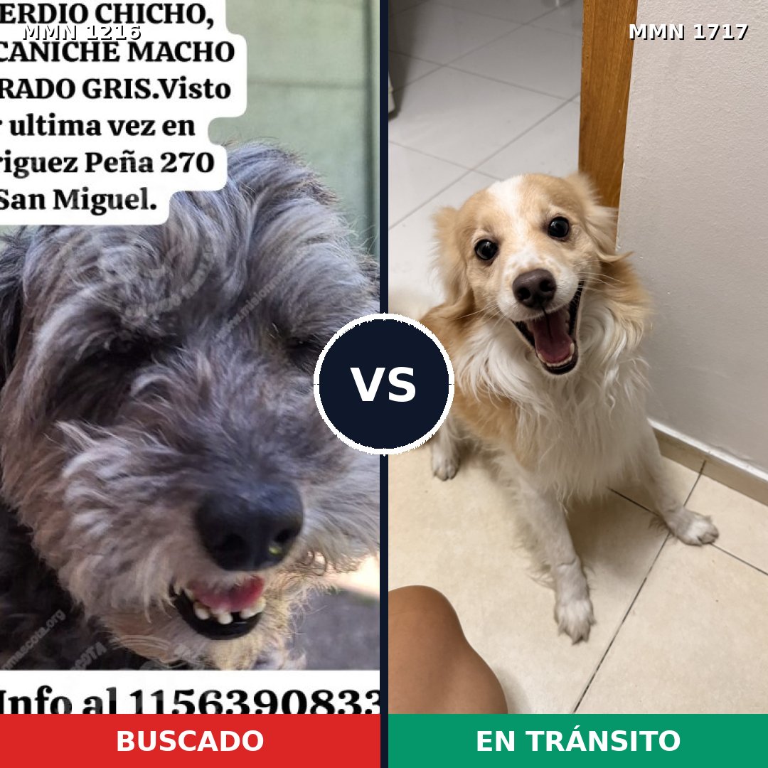 Comparativa MMS 38192: mascota perdida y mascota encontrada, 34% de similitud