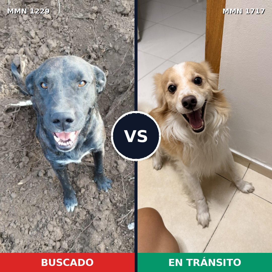 Comparativa MMS 38193: mascota perdida y mascota encontrada, 16% de similitud