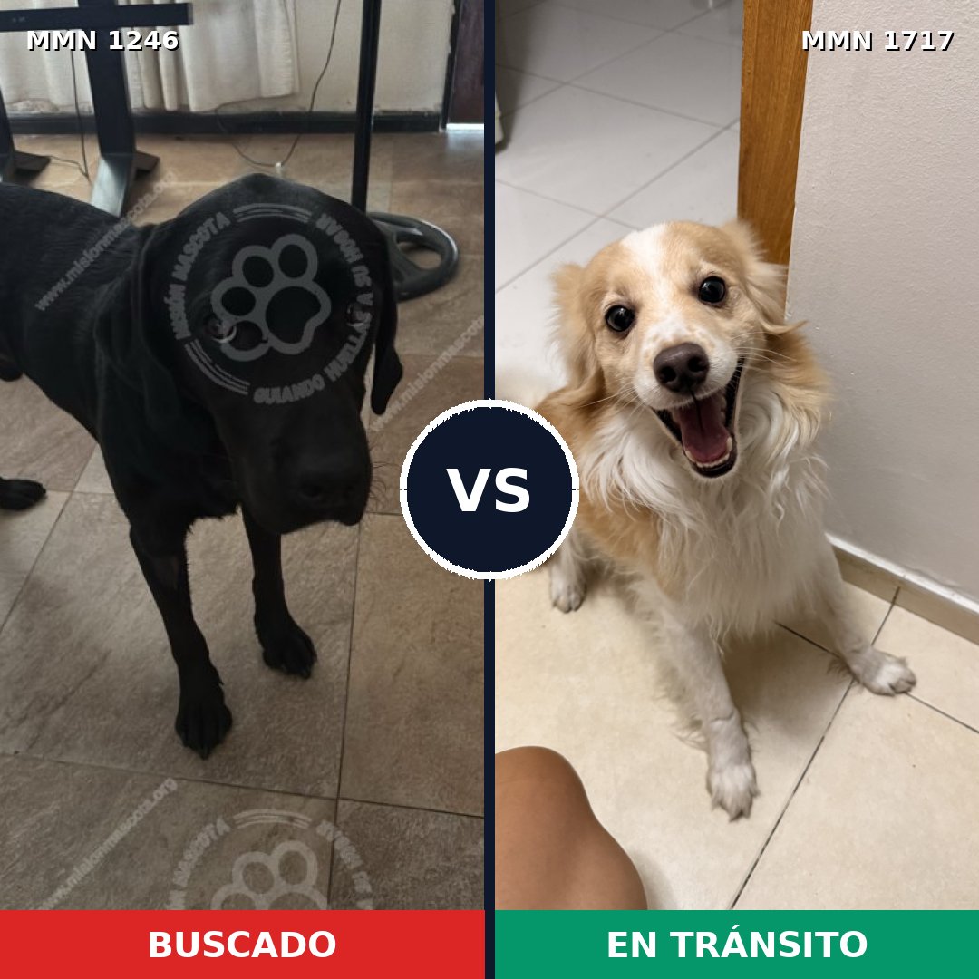 Comparativa MMS 38195: mascota perdida y mascota encontrada, 23% de similitud