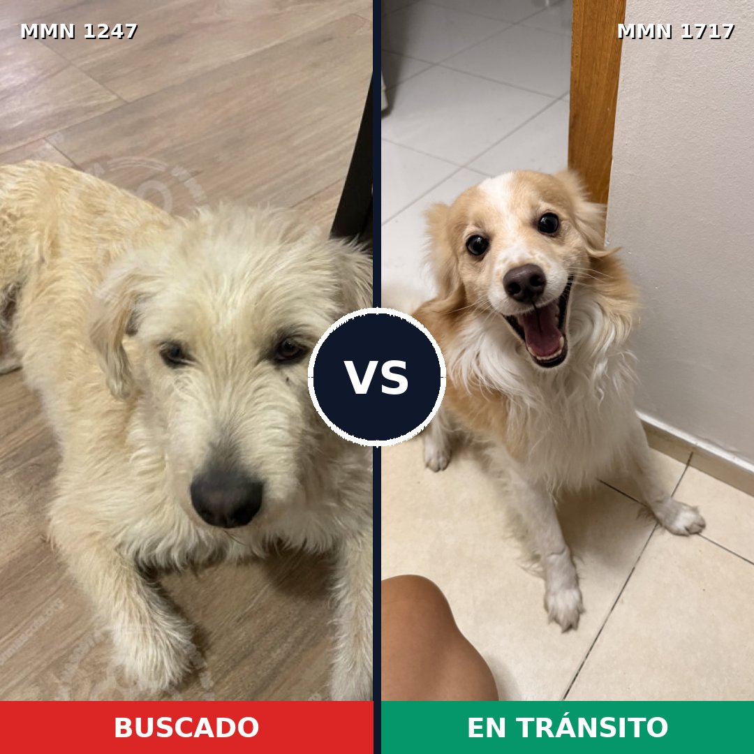 Comparativa MMS 38196: mascota perdida y mascota encontrada, 62% de similitud
