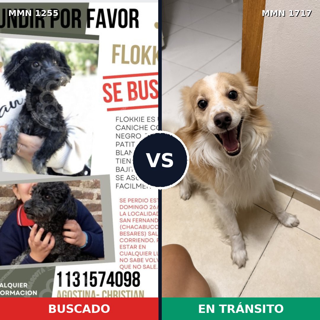 Comparativa MMS 38197: mascota perdida y mascota encontrada, 34% de similitud