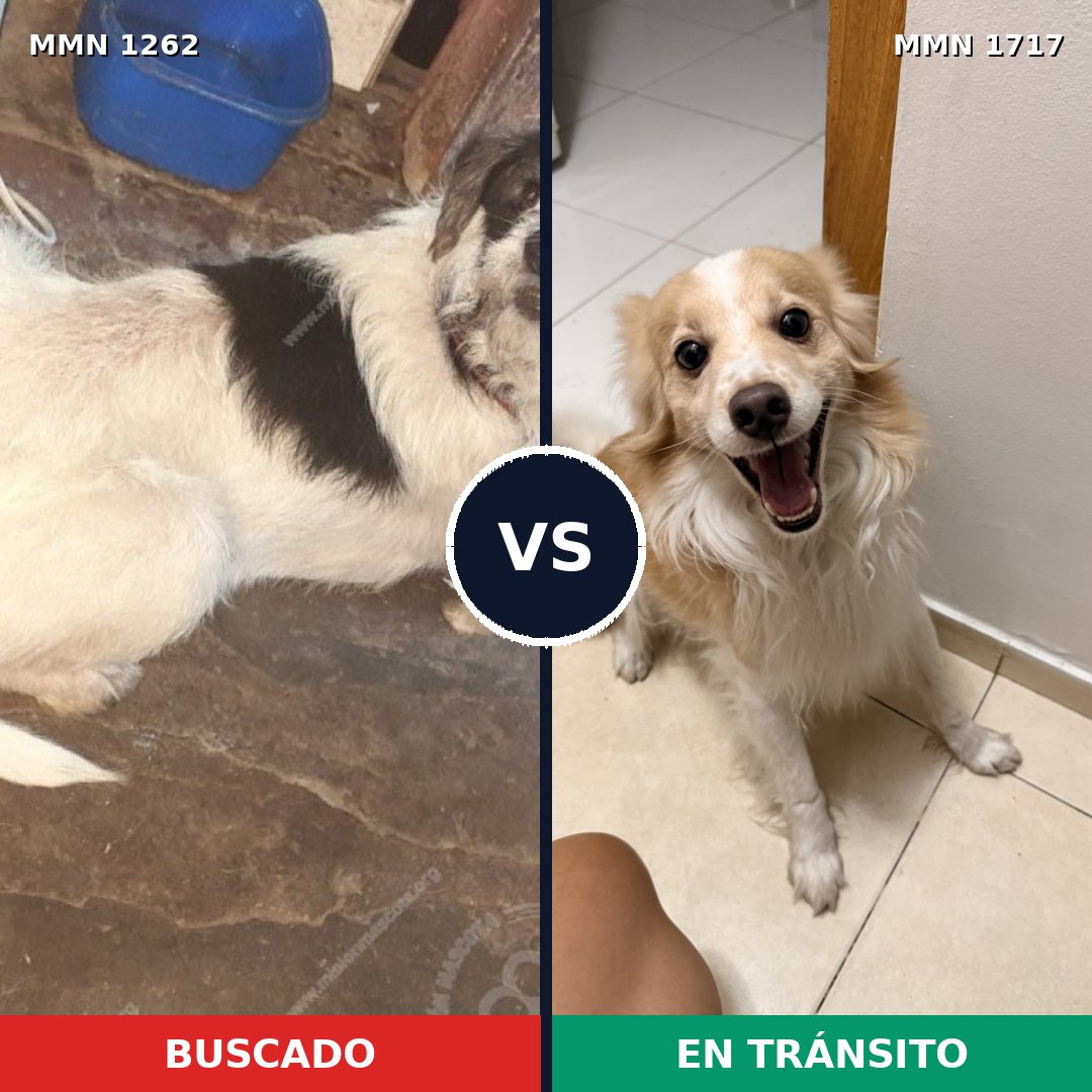 Comparativa MMS 38198: mascota perdida y mascota encontrada, 56% de similitud