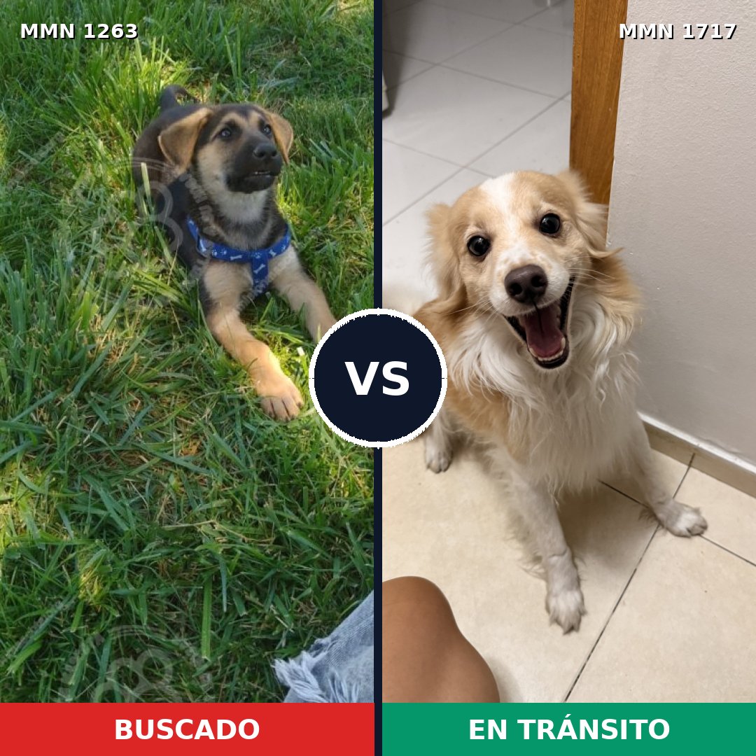 Comparativa MMS 38199: mascota perdida y mascota encontrada, 46% de similitud