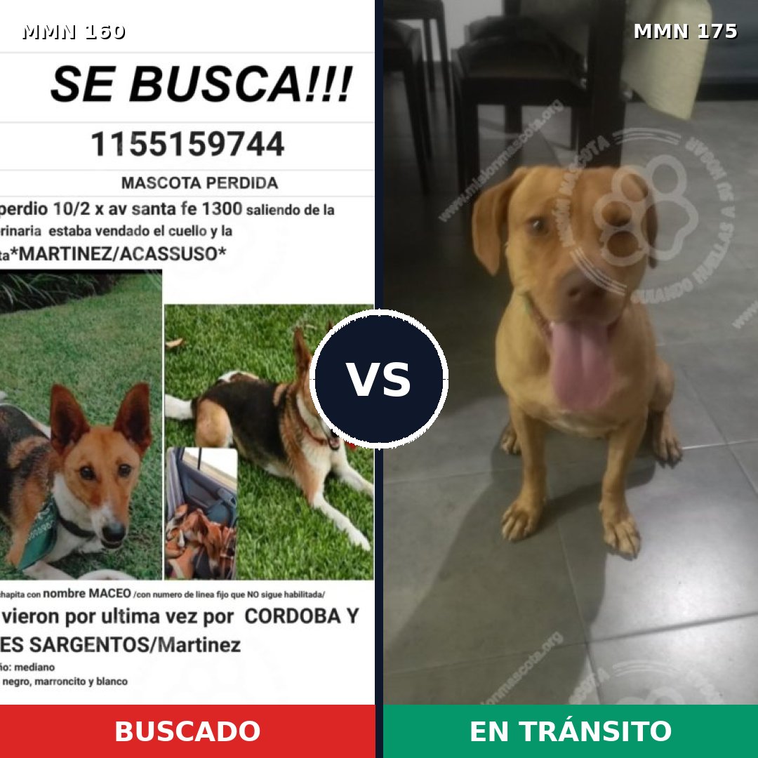 Comparativa MMS 3820: mascota perdida y mascota encontrada, 63% de similitud