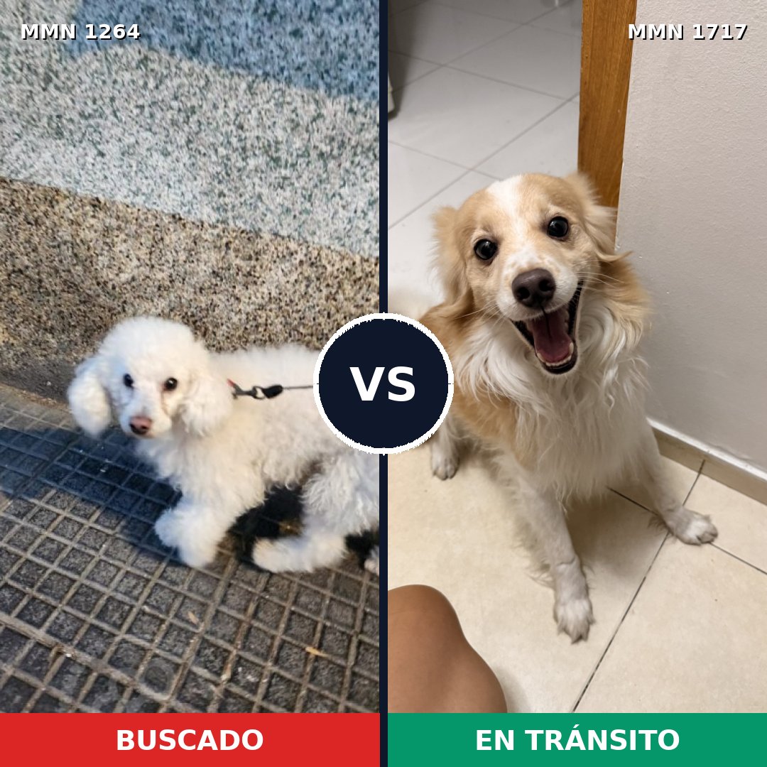 Comparativa MMS 38200: mascota perdida y mascota encontrada, 49% de similitud