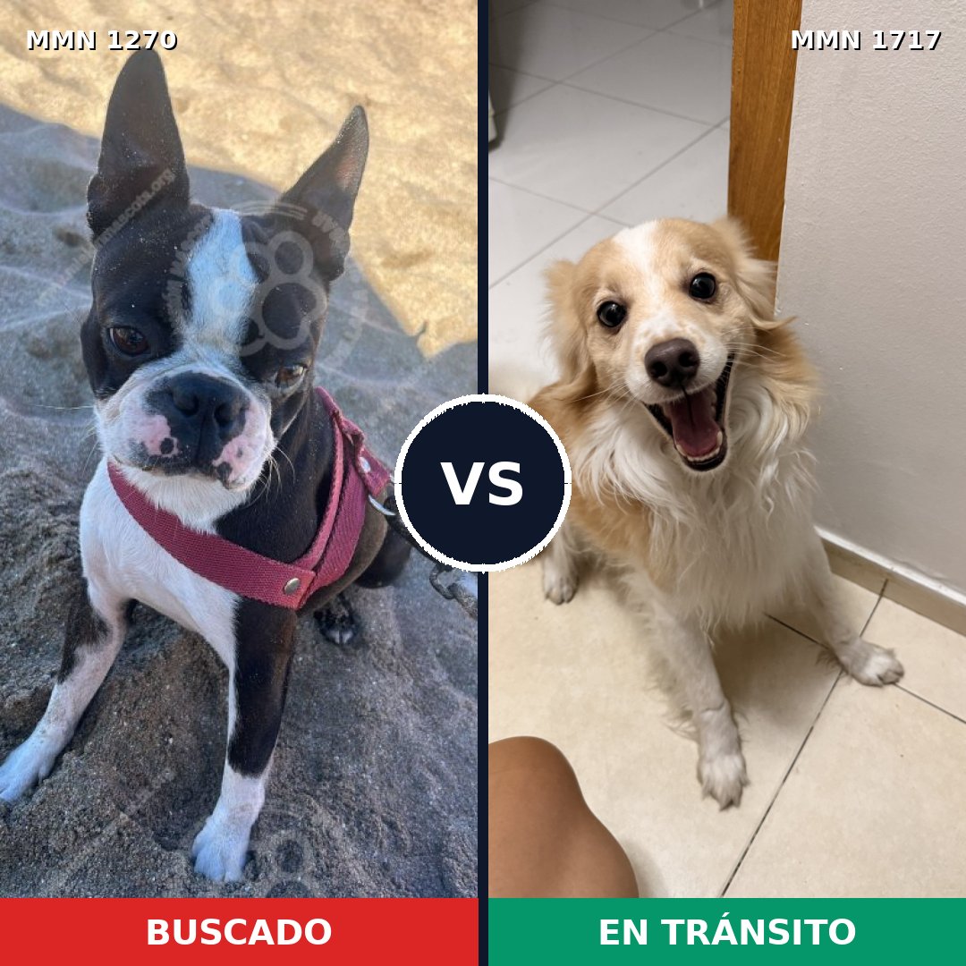 Comparativa MMS 38201: mascota perdida y mascota encontrada, 44% de similitud