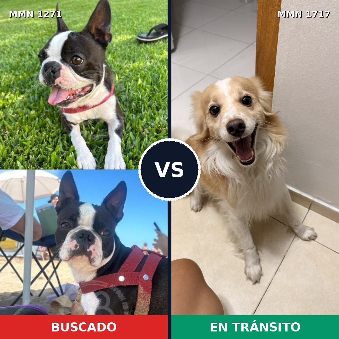 Comparativa MMS 38202: mascota perdida y mascota encontrada, 44% de similitud