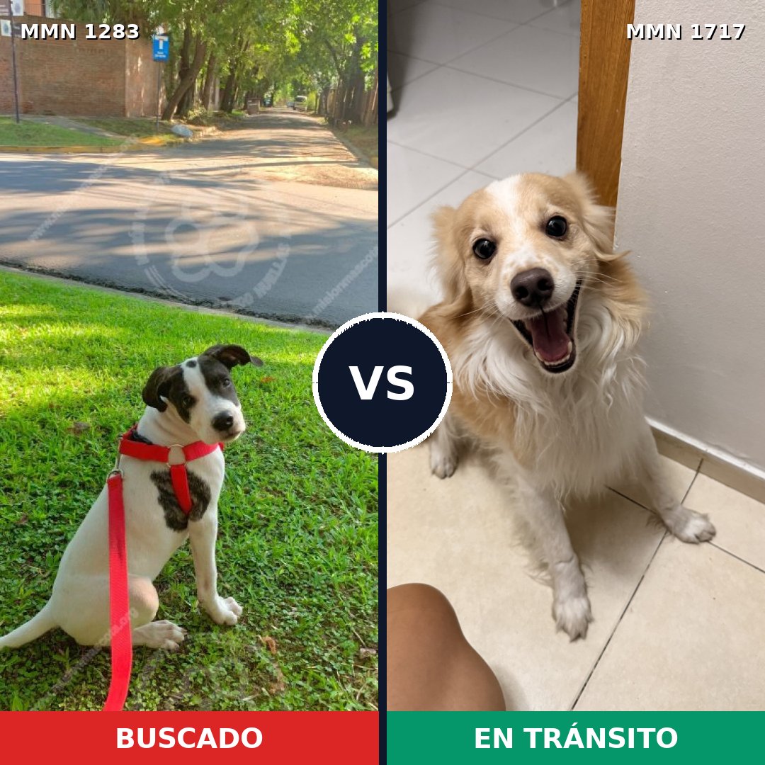 Comparativa MMS 38205: mascota perdida y mascota encontrada, 76% de similitud