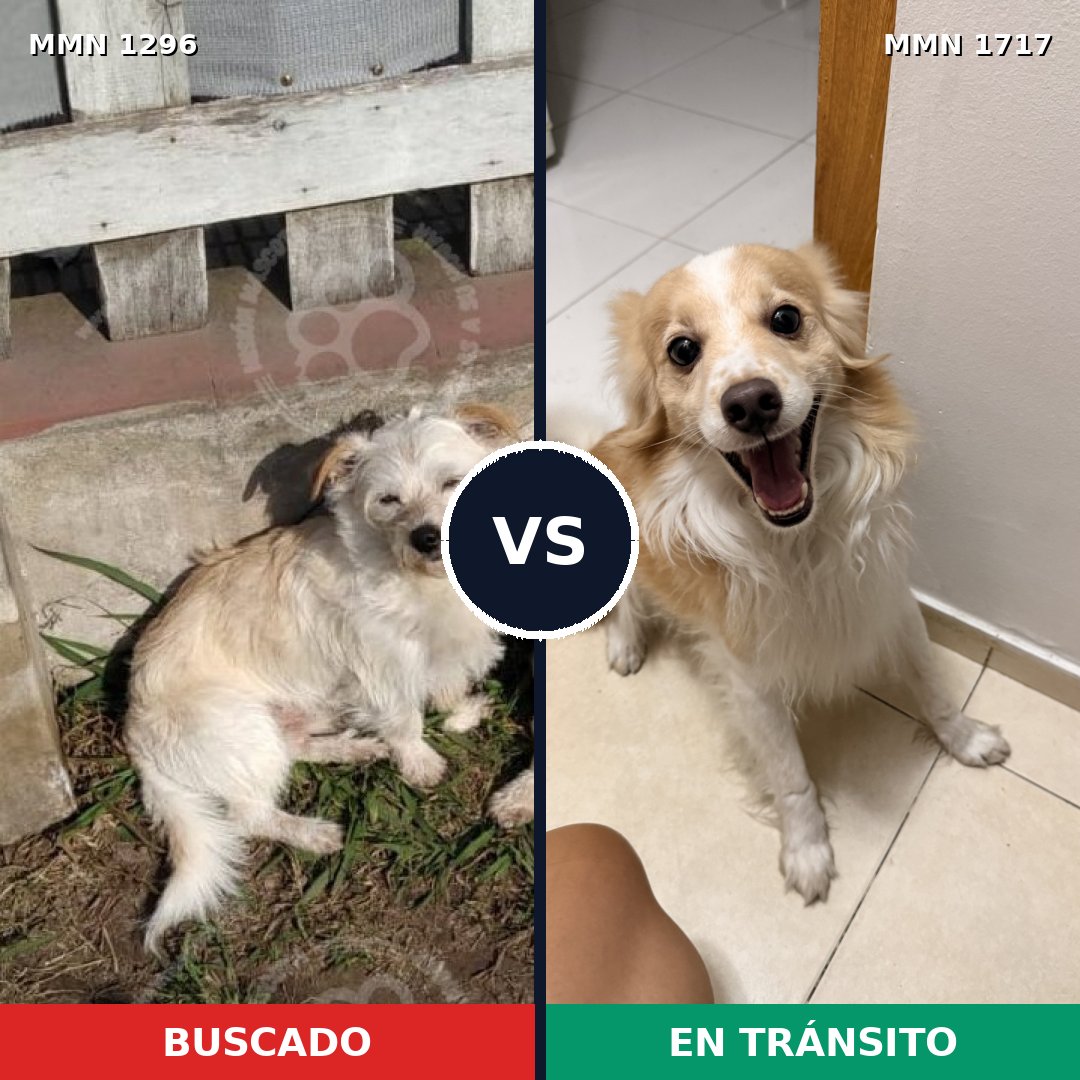 Comparativa MMS 38208: mascota perdida y mascota encontrada, 84% de similitud
