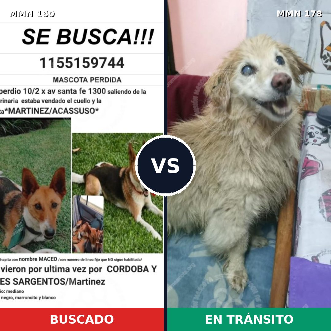 Comparativa MMS 3821: mascota perdida y mascota encontrada, 46% de similitud