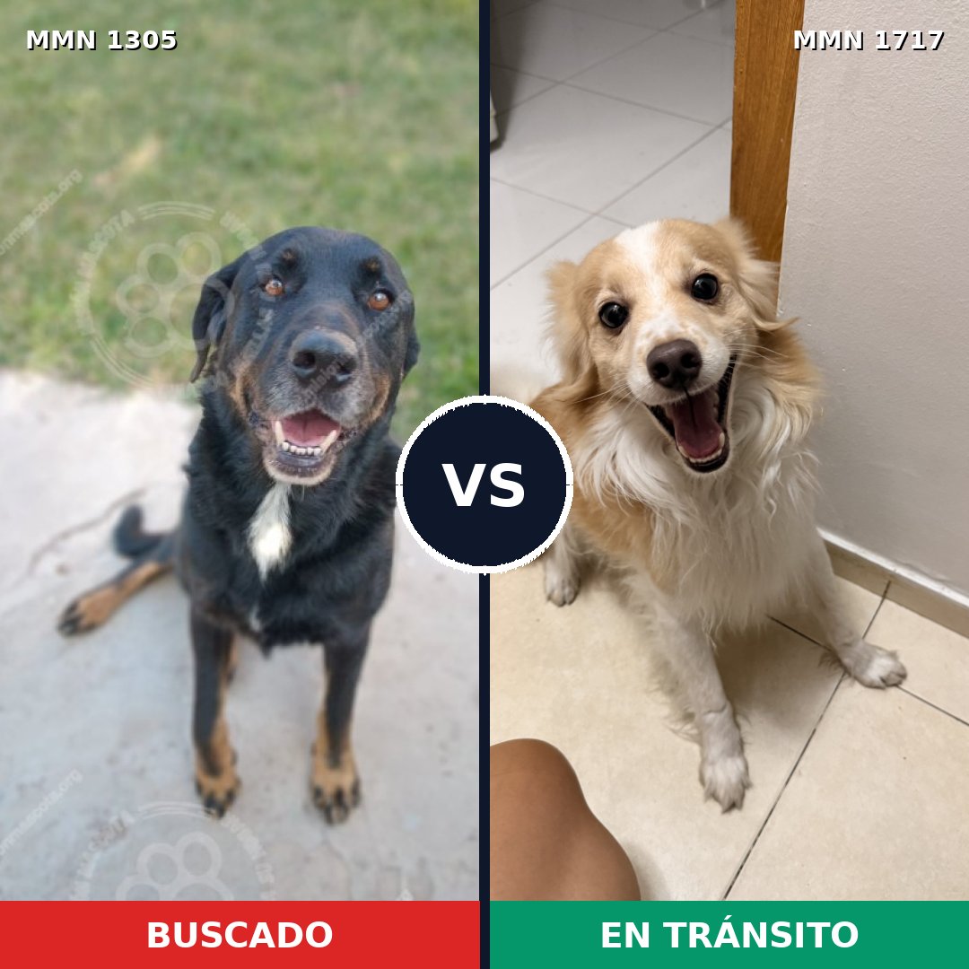 Comparativa MMS 38211: mascota perdida y mascota encontrada, 49% de similitud