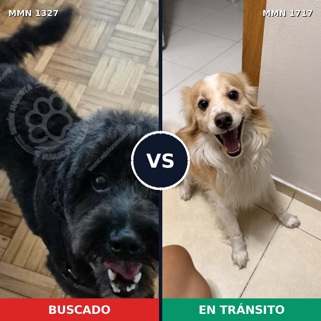 Comparativa MMS 38212: mascota perdida y mascota encontrada, 55% de similitud