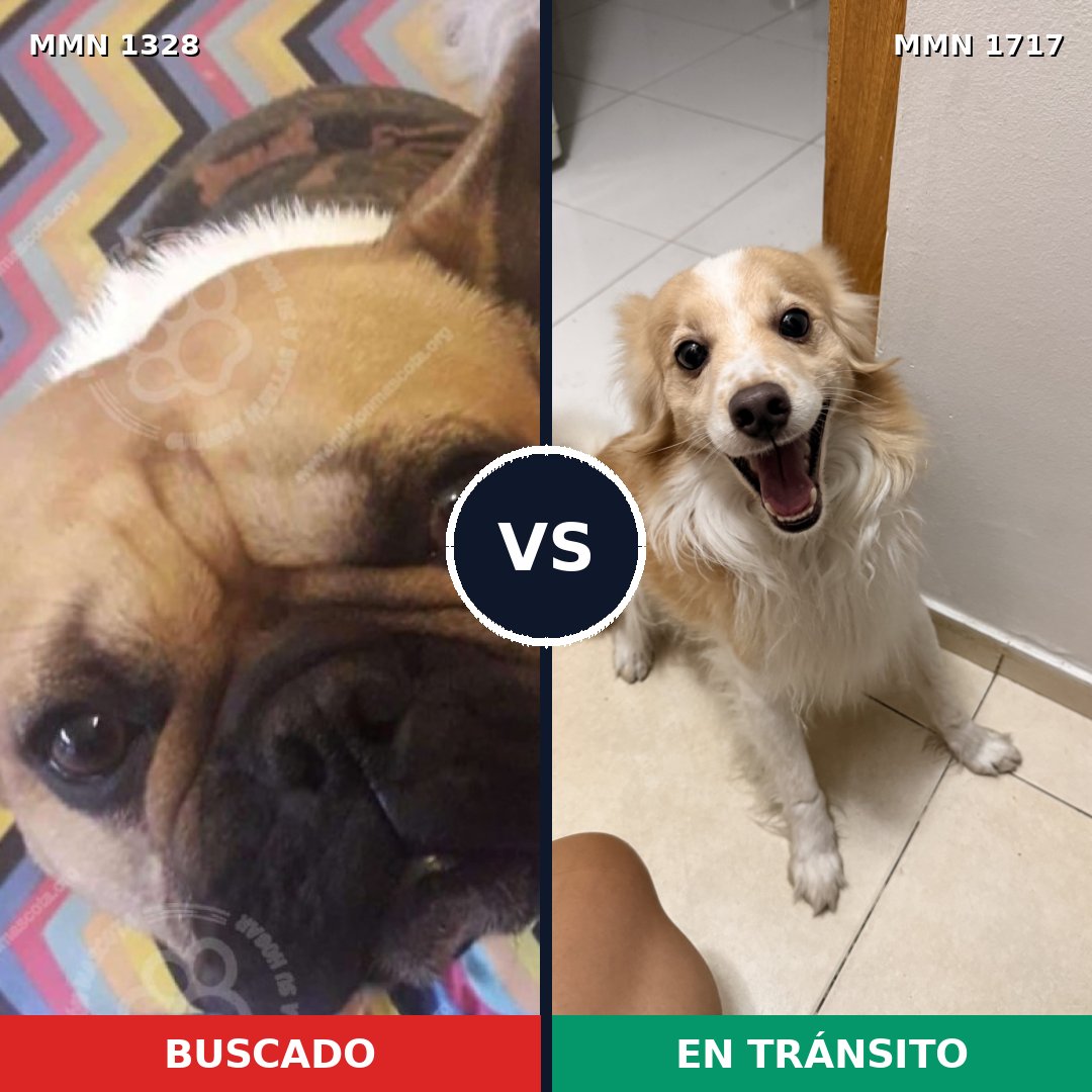 Comparativa MMS 38213: mascota perdida y mascota encontrada, 28% de similitud
