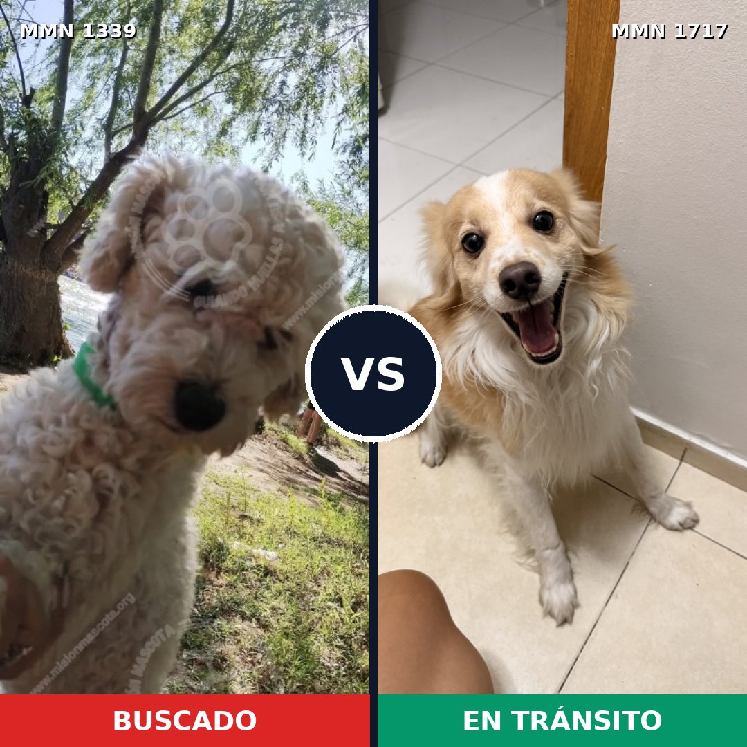 Comparativa MMS 38215: mascota perdida y mascota encontrada, 43% de similitud