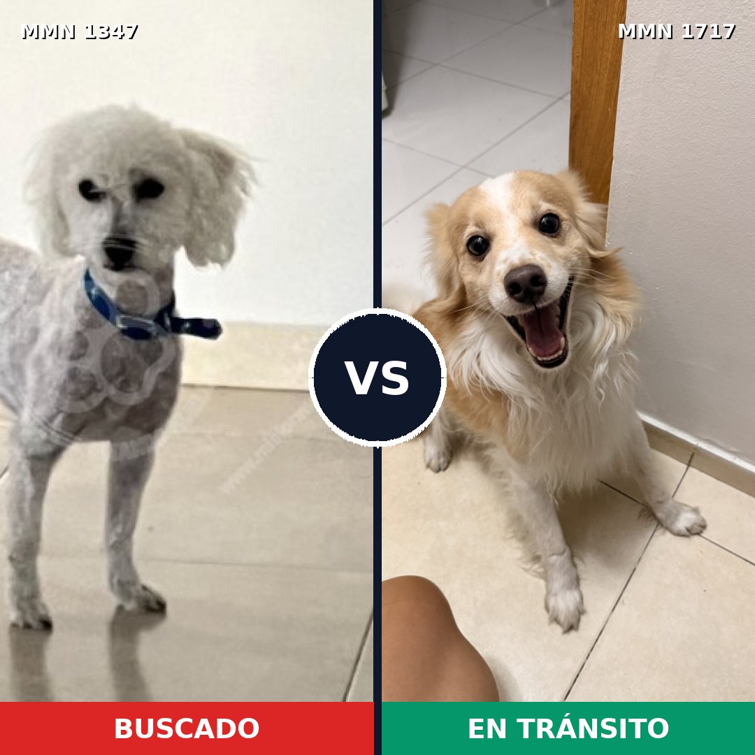 Comparativa MMS 38216: mascota perdida y mascota encontrada, 38% de similitud